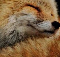 Zorrito pulidos